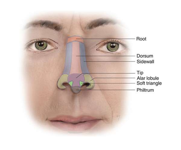 nasal subunits