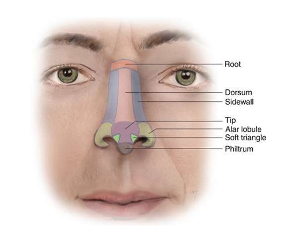 Nasal Subunits