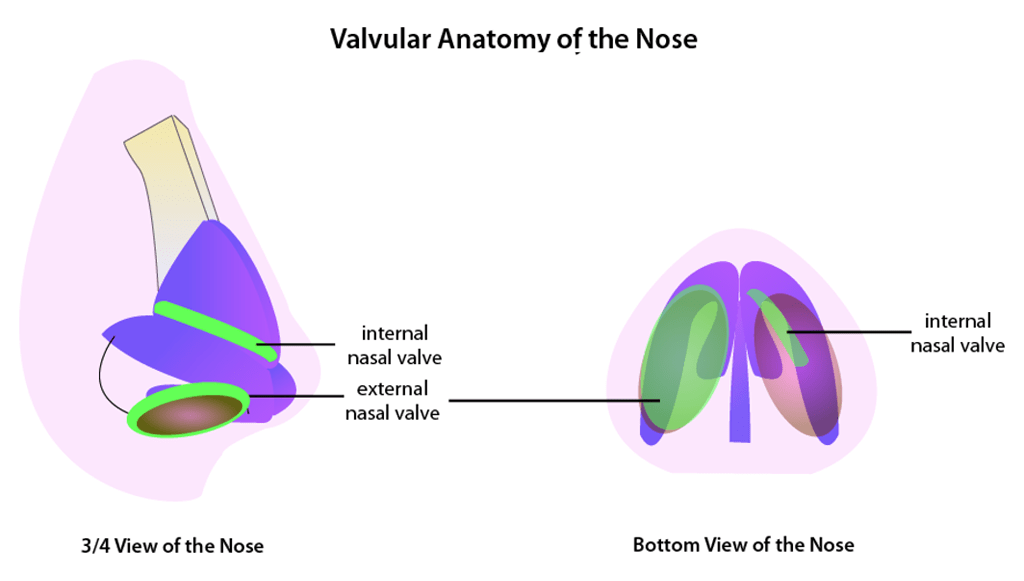 Internal and External Nasal Valve