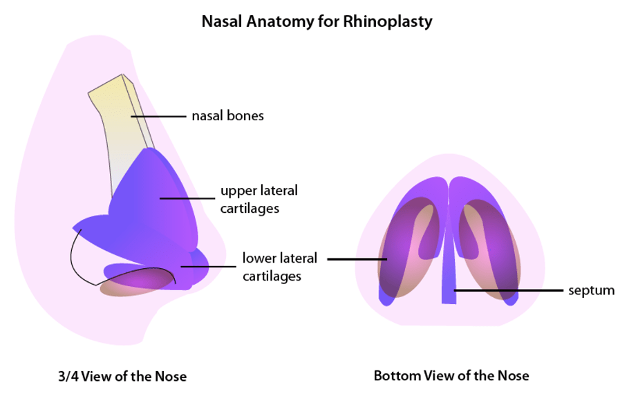 Basic Nasal Anatomy