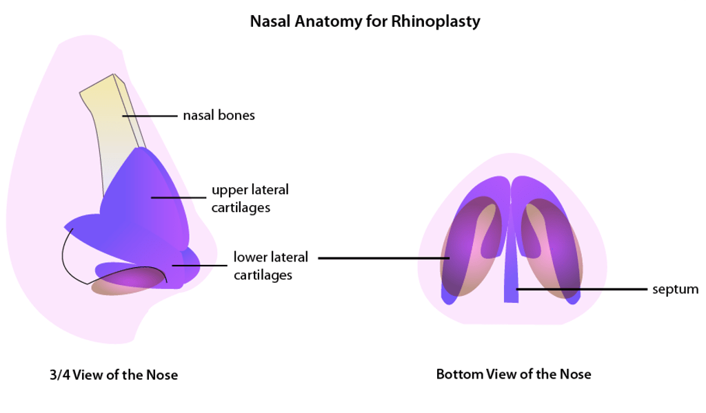 Nasal Anatomy for Rhinoplasty Illustration