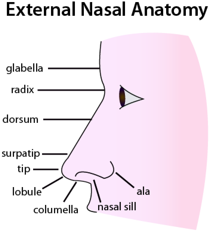 Nasal Anatomy